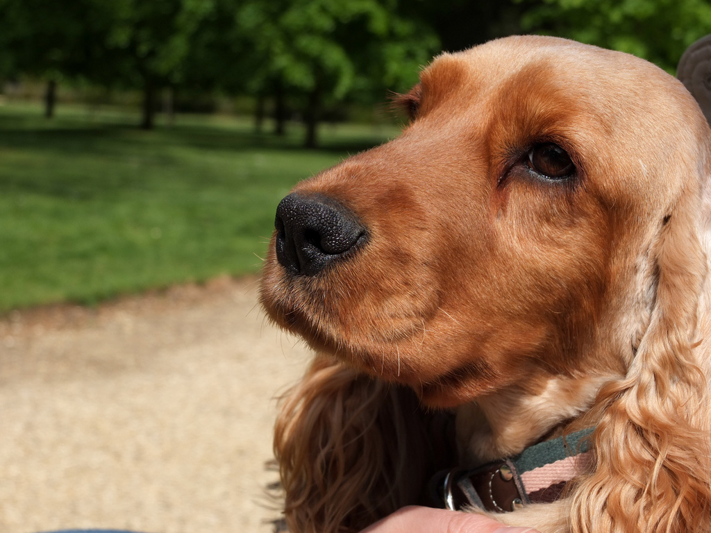 7 Dog Friendly Places in London - London Expats Guide