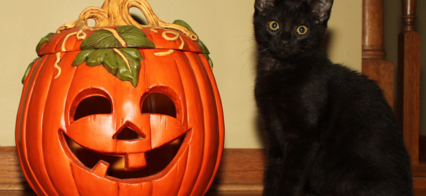 Halloween Pumpkin and Kitten
